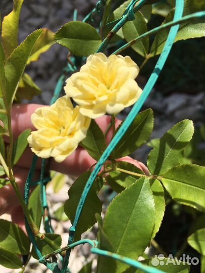 Роза плетистая