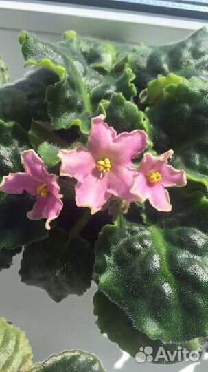 Фиалки разных сортов