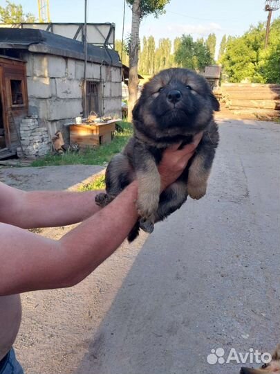 Собака в добрые руки отдам бесплатно