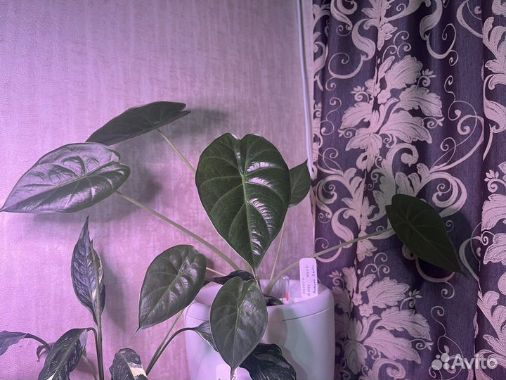 Алоказия Венти