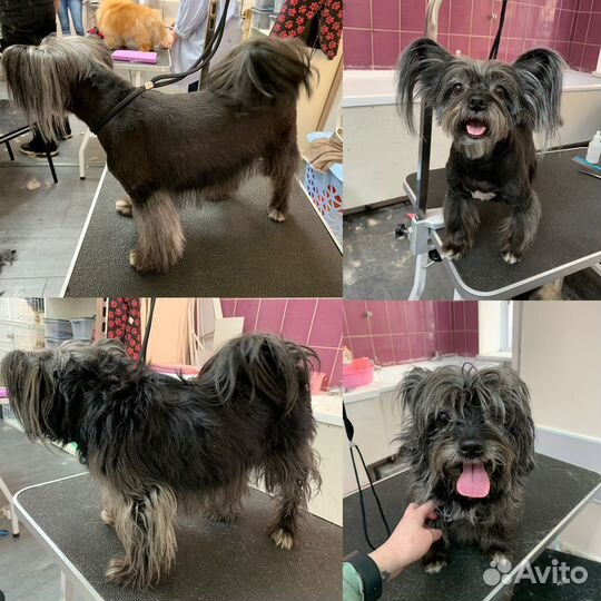 Стрижка собак