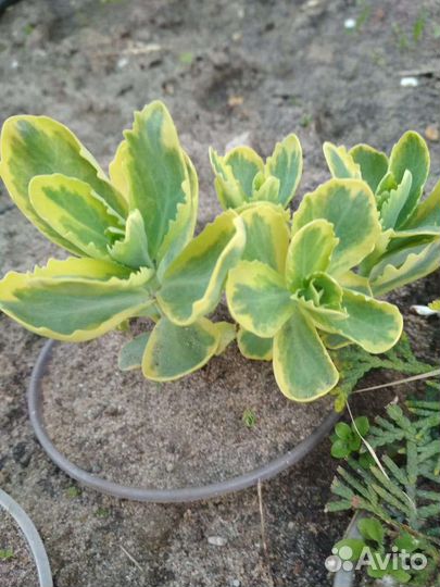 Очиток (седум) видный вариегатный и низкорослый