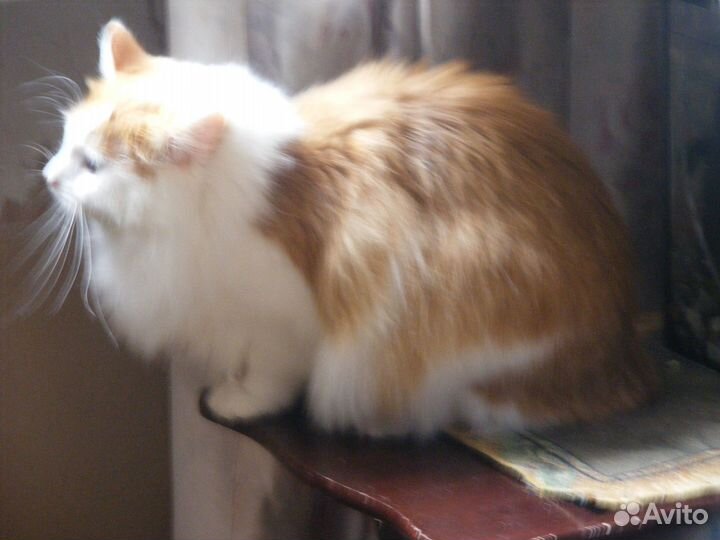 Самая рыжая, самая пушистая в беде