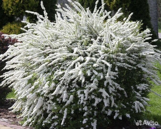 Спирея серая Грефшайм