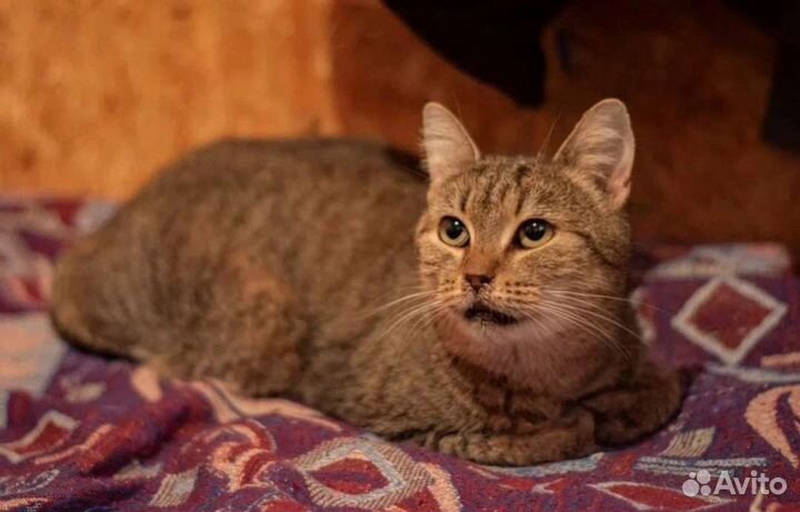 Кошка в дар, 2 года