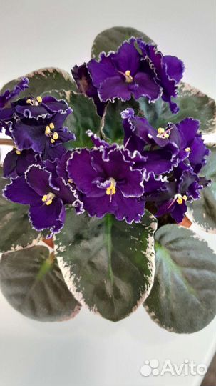 Сортовые фиалки