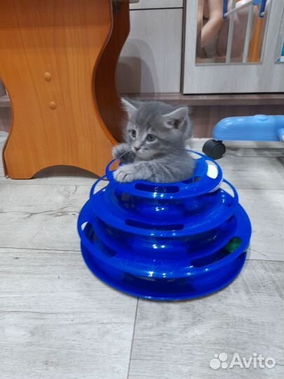 Отдам котёнка