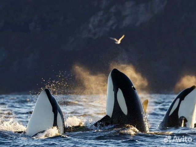 Косатки и Киты. Морской тур. Камчатка