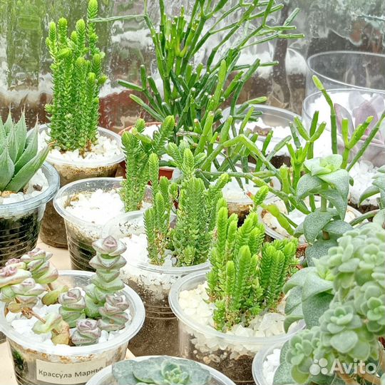 Кактусы и суккуленты