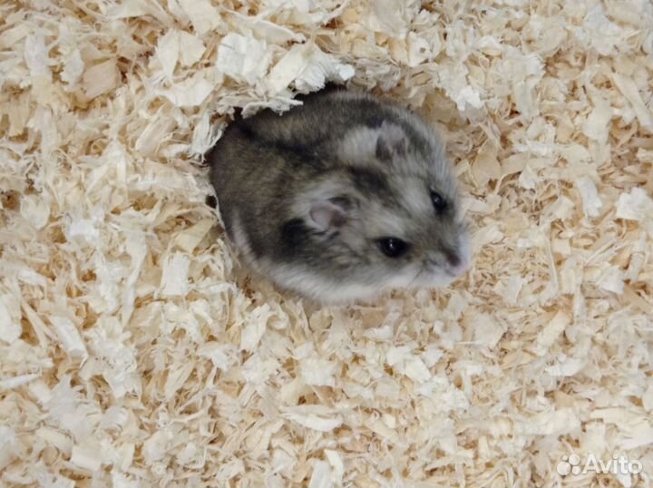 Джунгарский хомяк с клеткой