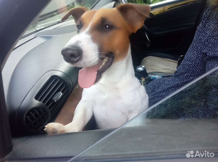 Вязка кобель джек рассел