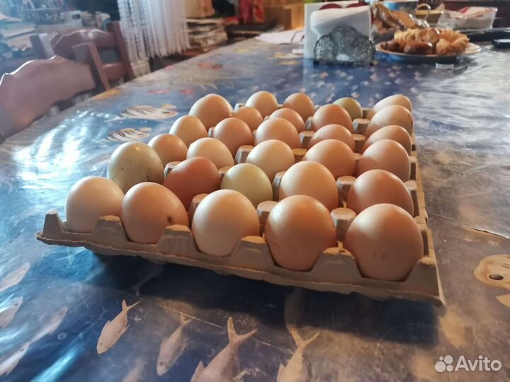 Домашние куриные яйца