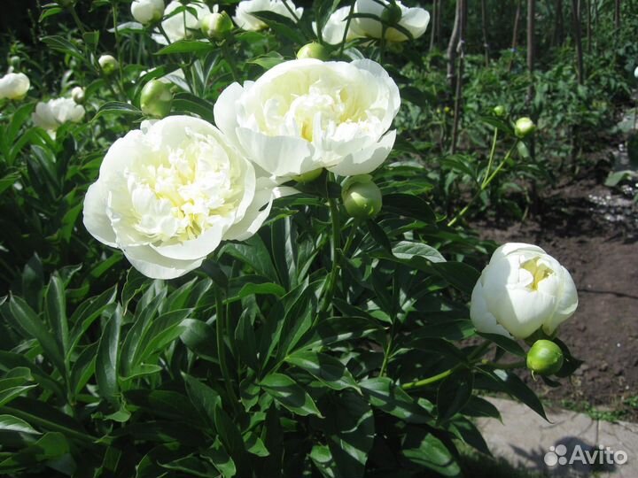 Многолетние растения для сада. Хосты и пионы