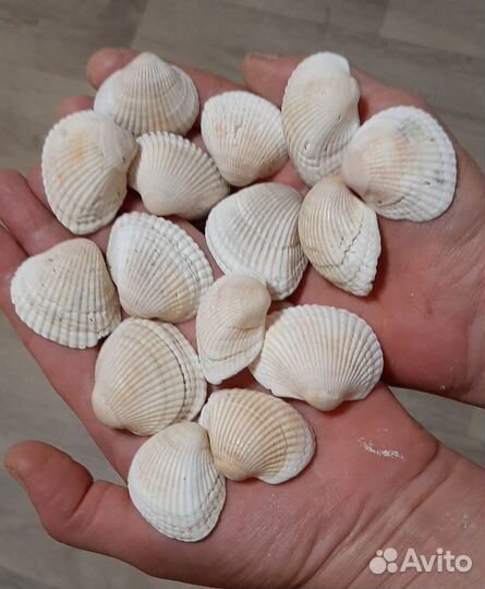 Ракушки Азовского моря
