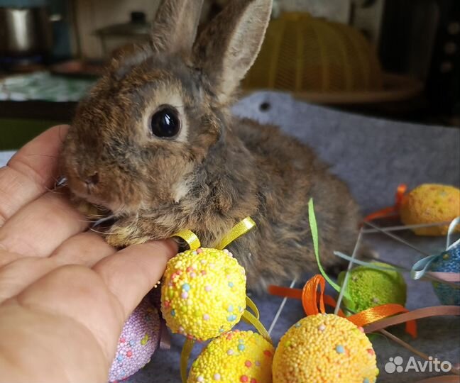 Карликовые домашние крольчата.1.5 месяца