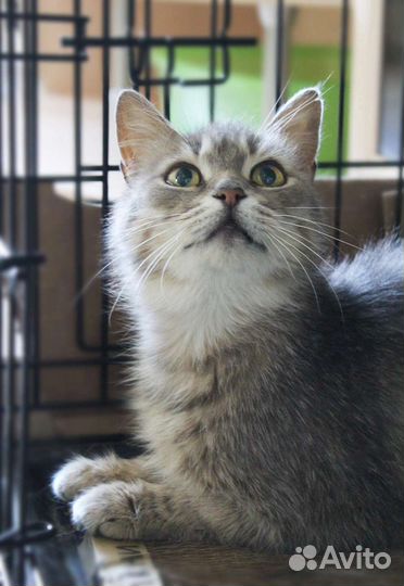 Дымчатая кошка Василиса