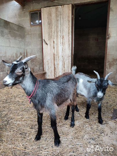 Козлята