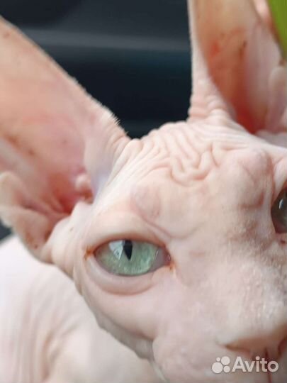 Канадский сфинкс белый