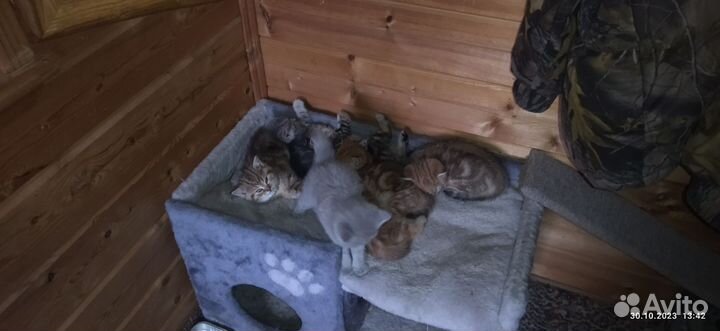 Кошки шотландцы