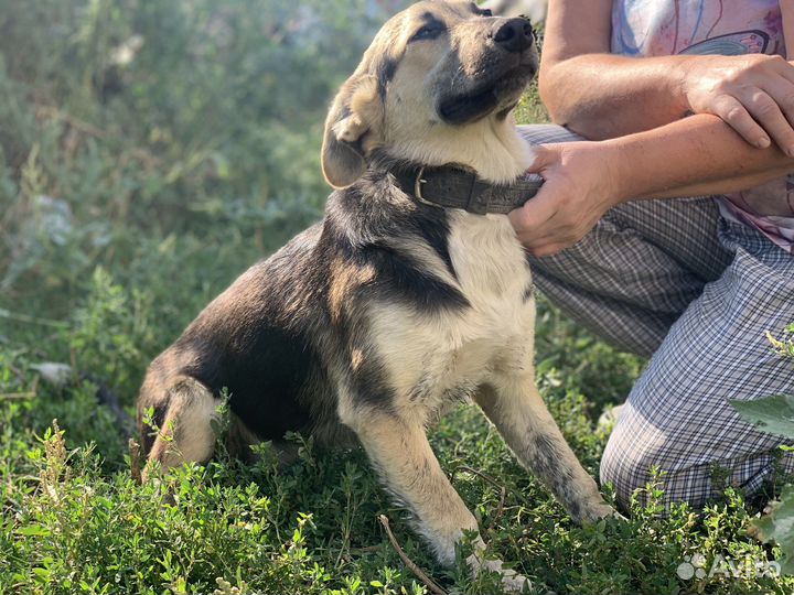 Щеночек Тарочка в добрые руки