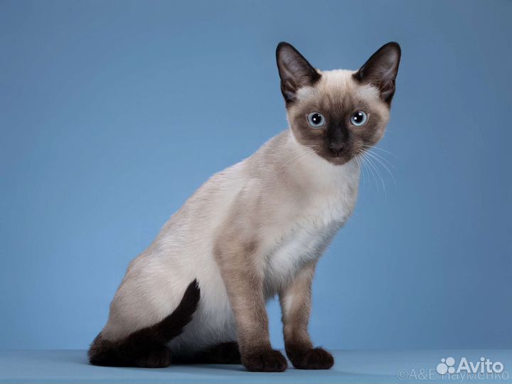 Котята породы сноу шу