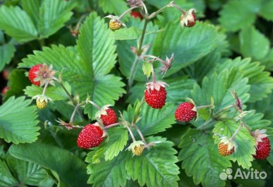 Земляника крупная садовая