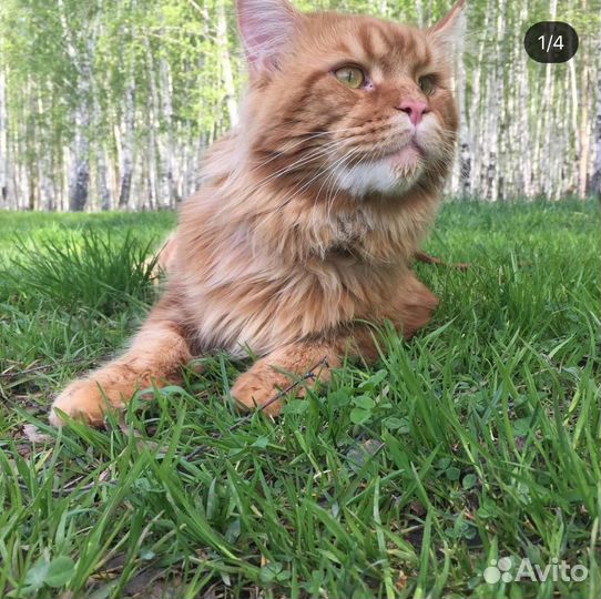 Котята мейн-кун. Девочка и мальчик