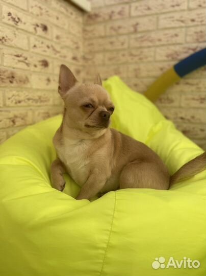 Вязка чихуахуа