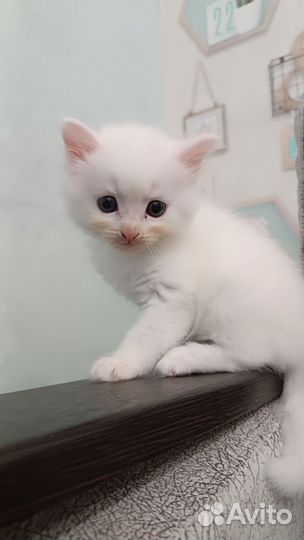 Котята мейн-кун
