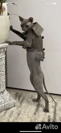 Костюм для кошки или маленькой собачки