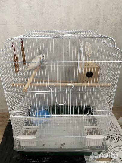 Волнистый попугай с клеткой