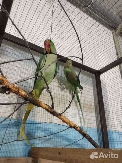 Александрийский попугай