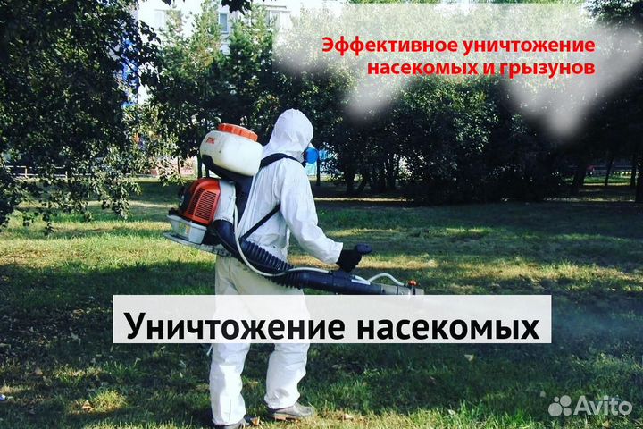 Уничтожение клопов тараканов грызунов блох плесени