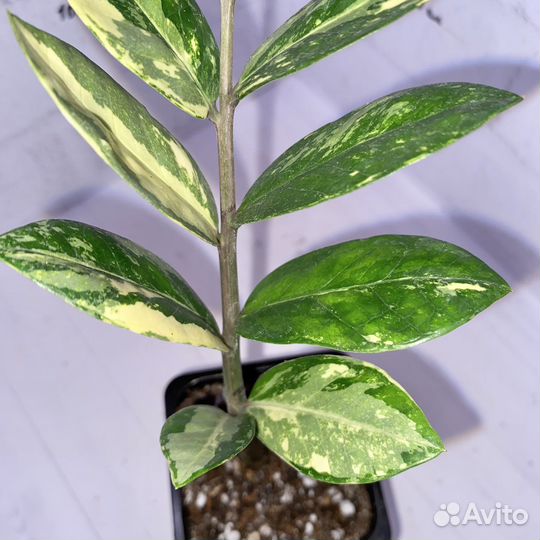 Замиокулькас вариегатный