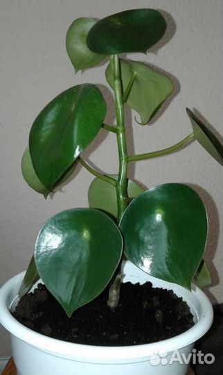 Фикусы, Сингониумы, Монстеры, Кактусы, Суккуленты