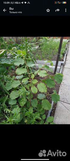 Орех фундук