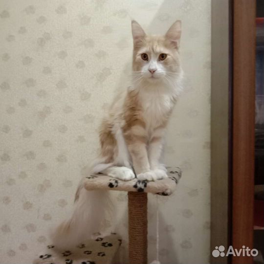 Кот мейн-кун вязка