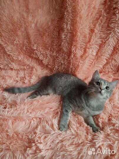 Прекрасная красавица