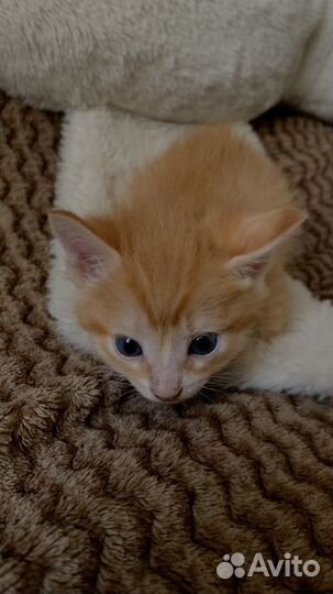 Рыжий котенок