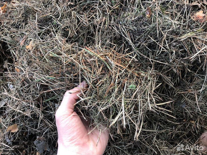 Сосновые иголки - хвойный опад