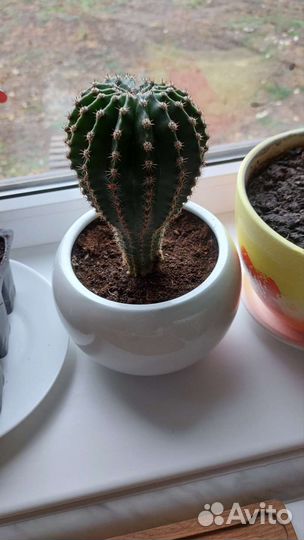 Кактусы и суккуленты