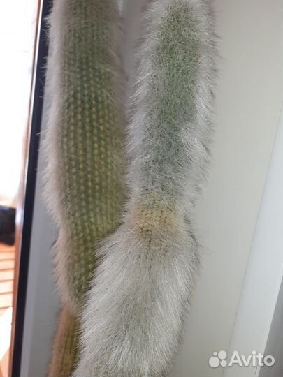 Кактус шикарный