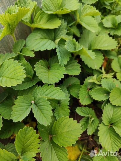 Рассада клубники окс