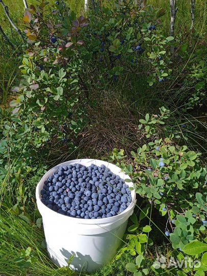 Ягода голубика лесная