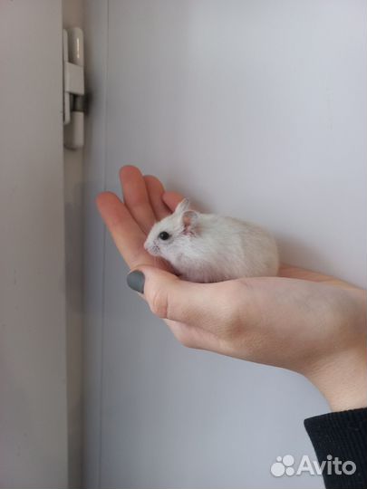 Джунгарский хомяк