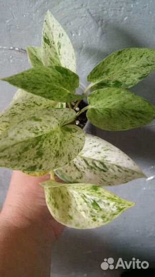 Эпипремнумы/Сциндапсусы