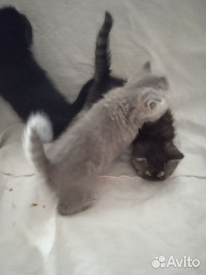 Котята экзоты