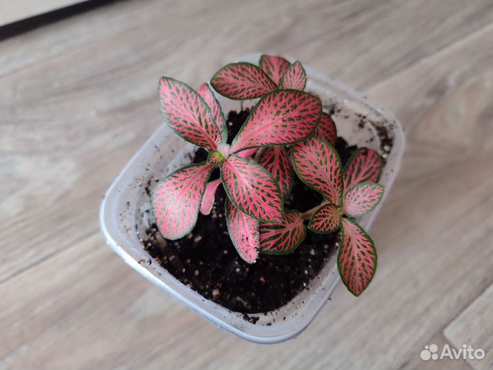 Комнатные цветы 2