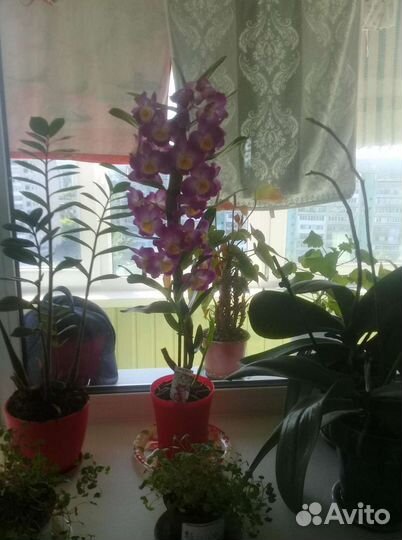 Орхидея дендробиум