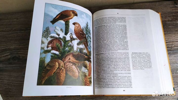 Альфред Брем 